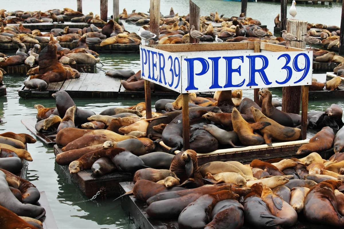 Fisherman’s Wharf & Pier 39